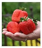 BALDUR Garten Erdbeere 'Sweet Mary XXL®', 3 Pflanzen Fragaria XXL Früchte und XXL Aroma Riesenerdbeeren, winterhart, Fragaria x ananassa, Früchte essb