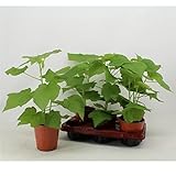 Zimmerlinde 40 cm - Sparmannia africana - Zimmerpflanze - Grünpflanze - Luftreinigung
