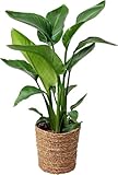 Happy Plants Strelitzia Paradiesvogelblume I 70 cm x ⌀17 cm, Zimmerpflanze groß Strelitzie Grünpflanze Zierpflanze exotisch, echte-Pflanze luftreinigend, frisch aus unserer Gärtnerei (mit Topf)