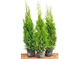 Edel Thuja Smaragd immergrüner Lebensbaum Heckenpflanze Zypresse im Topf gewachsen 80cm+ (1 Stück)