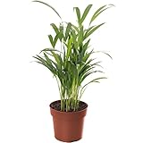 Gardener's Dream Areca Palme (Goldfruchtpalme) - XXL Zimmerpflanze, Tropisch, Immergrüne Zimmerpflanzen, Groß & echt, Pflanzen Größe inkl. Topf 30-40 cm, Palmen-Pflanze für Zimmer, Büro usw