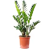 Glücksfeder - echte Zimmerpflanze, Zamioculcas zamiifolia 9+ - Höhe 90 cm, Topf-Ø 21