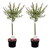 Plant in a Box - Salix 'Flamingo' - 2er Set - Salix-Stämmchen - Topf 17cm - Höhe 60-80cm - Gartenpflanze - W