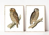 Din A4 Kunstdruck ungerahmt 2er Set Eulen Eule Vogel Natur Antik Vintage Druck Poster Bild Geschenk