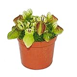 Exotenherz - Fleischfressende Pflanze - Zwergkrug - Cephalotus follicularis - 9cm Topf - R