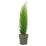 Plant in a Box - Toskanische Zypresse 'Totem' - Toskana Säulen Mittelmeerzypresse Baum Pflanz Winterhart - Topf 19cm - Höhe 70-80