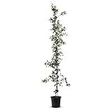 TropicTrees | Toskanischer Sternjasmin | Jasmin mit einer Höhe von 200 cm | Kletterpflanzen winterhart immergrün für den Außenbereich | Duftjasmin w