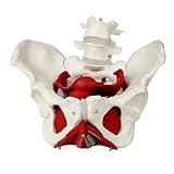 ZITGVPFWO anatomie Modell Anatomisches weibliches Beckenmodell mit abnehmbaren Organen, Beckenbodenmuskulatur und Fortpflanzungsorgan, Eierstockpathologie, Gebärmuttermodell Hilfswerkzeug