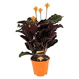 Plant in a Box - Calathea Crocata - Tropenfieber - Flammendes Pfeilblatt - Luftreinigende Zimmerpflanze - Topf 14cm - Höhe 40-50