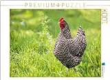 CALVENDO Puzzle Plymouth Rock Huhn auf grüner Wiese | 1000 Teile Lege-Größe 64 x 48 cm Foto-Puzzle für glückliche S
