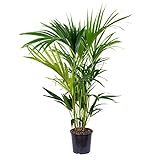 Howea Forsteriana - Kentia-Palme - Zimmerpflanze - Luftreinigend – ⌀19 cm - 90-100