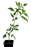 Seedeo® Zimtahorn Pflanze ca. 15cm - 20