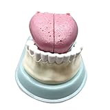 UPIKIT Anatomie Der Menschlichen Zunge Modell Zungenzähne Anatomie Modell Simulation Der Menschlichen Zunge Zungenfellstruktur Modell Mundmuskel Anatomie Modell L