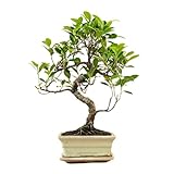 Ficus Shikaku von Bonsaiwonder - Bonsai baum - 8 Jahr alt - für drinnen - Inklusive Unterschale und Pflegeanleitung