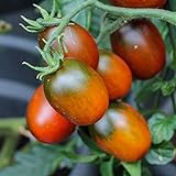 Bio-Tomatensamen Black Plum ca. 15 Stück - pflaumenähnliche Früchte, saftig und süß