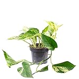 Efeutute - pflegeleichte Zimmerpflanze, Epipremnum aureum - Höhe ca. 15 cm, Topf-Ø 12