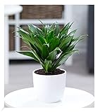 BALDUR Garten Dracena 'Compacta', 1 Pflanze, Luftreinigende Zimmerpflanze, unterstützt das Raumklima, Drachenbaum Drachenlilie, sehr pflegeleichte Grünpflanze, mehrjährig