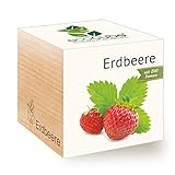 Feel Green 296350 Ecocube Erdbeere, Bio Samen, Nachhaltige Geschenkidee (100% Eco Friendly), Grow Your Own/Anzuchtset, Pflanzen Im Holzwürfel, M