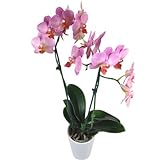 Rosa Orchidee inklusive Keramikübertopf und Grußkarte # Pflanze # Zimmerpflanze # Bürop