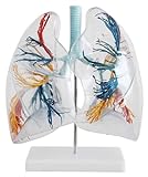 KOHARA Modelle Menschliches Lungenmodell Organe Modell Transparentes Lungensegment Anatomisches Modell Lehrmodell Bronchialbaum 2X Medizinischer Modellkörp