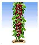 BALDUR Garten Säulen-Kirschen 'Stella', 1 Pflanze, Prunus avium Säulenobst Kirschbaum, winterhart, platzsparende Säule für kleine Gärten, Balkone & T