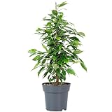 Birkenfeige 'Forever' - pflegeleichte Zimmerpflanze, Ficus benjamini - Höhe ca. 75 cm, Topf-Ø 17
