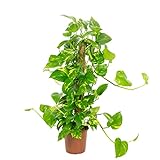Efeutute am Moosstab - echte Zimmerpflanze, Epipremnum aureum - Höhe ca. 80 cm, Topf-Ø 19
