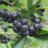 120 pcs Aronia melanocarpa Samen, gartenpflanzen winterhart mehrjährig, bonsaibaum Schwarze Apfelbeere Samenm, gartenpflanzen winterhart baum, obstbäume winterfeste pflanzen für balkon,