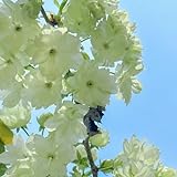 30 Pcs Kirschblütenbaum Samen - Japanische Blütenkirsche - Geschenke Für Gartenfreunde, Gartenblumen Kirschblüten Baum Samen, Zimmerpflanzen Echt Samen, Winterharte Blumen Bio S