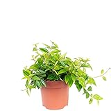Zwergpfeffer Mix Smit-Sortiment - echte Zimmerpflanze, Peperomia - Höhe ca. 12-15 cm, Topf-Ø 10,5