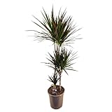 Plant in a Box - Dracaena Marginata Magenta - Magenta Rand Drachenbaum Zimmerpflanze - Topf 24cm - Höhe 110-130