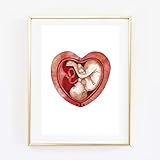 Din A4 Kunstdruck ohne Rahmen - Schwangerschaft Baby Gebärmutter Ungeborenes Herz Uterus Aquarell Geschenk Hebamme Druck Poster B