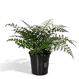 La Green Touch - Asplenium Parvati - Zimmerpflanze - Topf 17 cm, Höhe 30