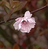 Hochstamm Zierkirsche 80-100cm - Prunus blireana - Gartenp