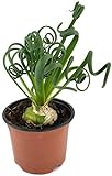Albuca Spiralis - das trendige Zwiebelgewächs - Frizzle Dizzle eine sehr schöne Dekoration in ihrer Wohnung - Zimmerpflanze mit korkenzieher B