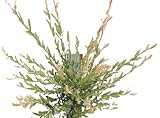 Dekorativer Heckenstrauch Harlekinweide/Zierweide - Salix Nishiki - 60-100 cm w