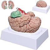 Modell Des Menschlichen Gehirnmodells Des Neurowissenschaftlichen Gehirns In 8 Anatomischen Teilen Mit Modellierarterien Von Abnehmbarer Amygdala, Modell Der Anatomie Des Gehirns Mit Natürlicher Größ