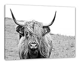 Highlandrind frontal in Schwarz-Weiss als Leinwandbild/Größe: 120x80 cm/Wandbild/Kunstdruck/fertig besp