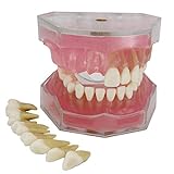 Dental Demonstration Zähne Modell - Standard Studie Lehre Zahnmodus mit allen abnehmbaren Z