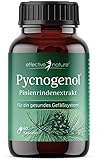Pinienrindenextrakt hochdosiert - Original Pycnogenol - mit Vitamin C aus der Acerolakirsche - 60 vegane Kapseln - Reicht für zwei Monate - Veg