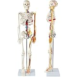 Menschliches Skelettmodell mit Nerven, Venen und Arterien, abnehmbarer Schädeldecke und beweglichem Unterkiefer, inklusive Ausstellungsständer, perfekt für das Studium von Ärzten und Studenten (85