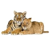 GRAZDesign Wandtattoo Tiger mit Baby | Wandaufkleber Afrika | Wandsticker Deko Aufkleber 3d - 59x30
