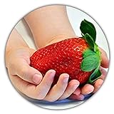 Riesenerdbeeren - Fragaria Ananassa - Erdbeersamen - 50 Samen - Größte Erdbeere Der Welt - Intensiver Geschmack - V