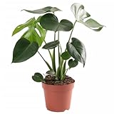 vidaXL Monstera Deliciosa, Fensterblatt mit Ø 17cm Pflanzentopf, Echte Luftreinigende Zimmerpflanze, Pflanze Grünpflanze Hauspflanze, Höhe 55-65
