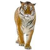 GRAZDesign Wandtattoo Tiger laufend | Wandaufkleber Afrika | Wandsticker Deko Aufkleber 3d - 89x40