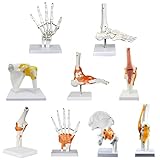 TEmkin Gelenkmodell, anatomisches Skelettmodell, menschlicher Körper, 8 Hauptgelenkmodelle, Schulter, Ellenbogen, Hüfte, Knie, Hand, Knöchel, Knochenmodelle mit Bändern, Lehrmodell mit Display-B