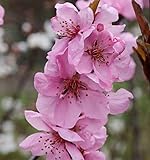 Zierpfirsich Spring Glow 100-125cm - Prunus persica - Gartenp