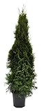 Thuja occidentalis Smaragd 120cm Lebensbaum im Topf gew