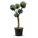TropicTrees Kugelform Hochstamm Olea Europaea | winterharter Bonsai Baum mit einem anpassungsfähigen, glatten Stamm und einer ovalen Form | Bonsai Tree für Topf und Garten geeig