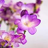 10Stück lila Freesienzwiebeln Gartenblumenzwiebeln ein langanhaltender und verlockender Duft für die Pflanzung in Gärten Innenhöfen Fensterbänken und S